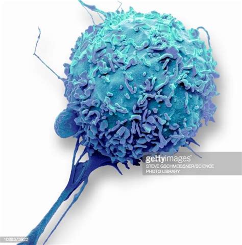 Monocyte Macrophage Photos And Premium High Res Pictures Getty Images