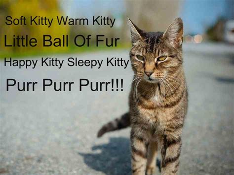 Soft Kitty Warm Kitty Cats Cat Pics Animal Facts