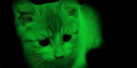 Bizzare Animals Which Glow In The Dark