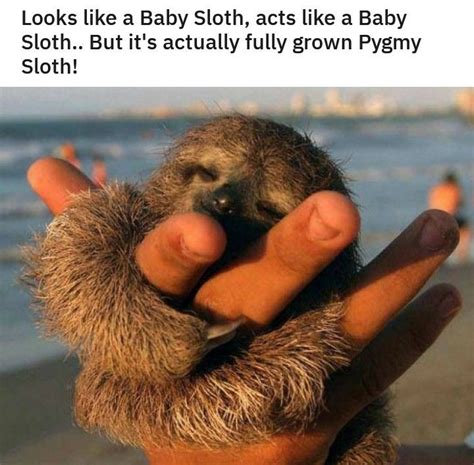 Pin By Hannah Mangus On Smiles Baby Sloth Sloth Cute Baby Sloths