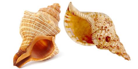 Alat musik tradisional ini dibuat dengan cara memotong ujung tanduk sehingga membentuk rongga sampai pada pangkalnya. Kumpulan Alat Musik Tradisional Indonesia Beserta Gambarnya - Borneo Channel