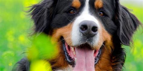 Top 10 Best Behaved Dogs