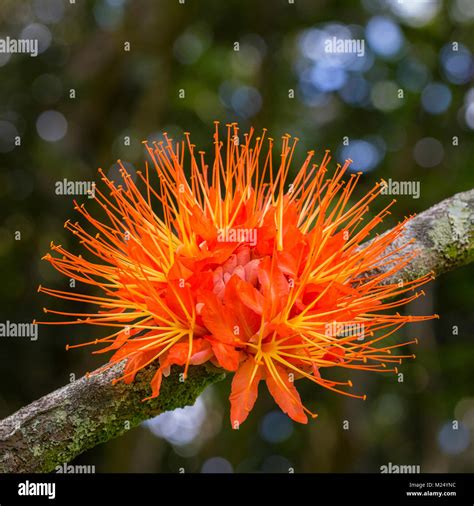 Tropical Tree With Bright Orange Bloom In Oahu Hawaii Stock Photo Alamy