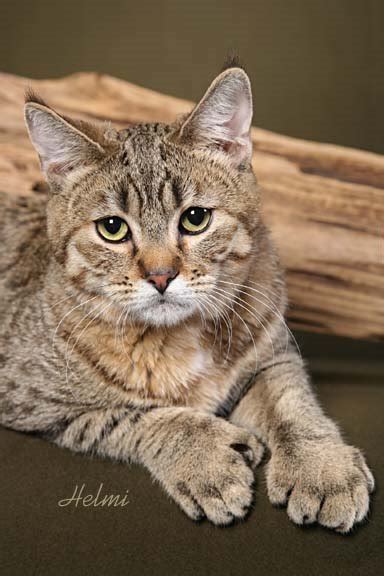 It shares a good number of similarities with the north american bobcat. pixie bob cat pictures of cats - PoC
