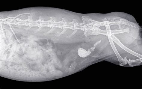 Bladder Stones In Cats Causes Symptoms And Treatment Celestialpets