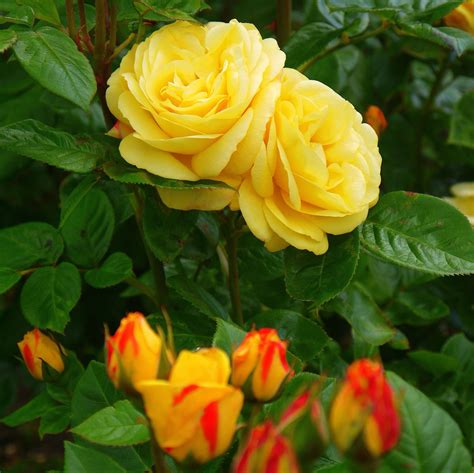 Beautiful Yellow Growing Roses Rose Flowers