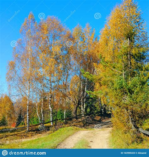 Autumn Scenery In A Forest With The Sun Casting Beautiful Rays Of