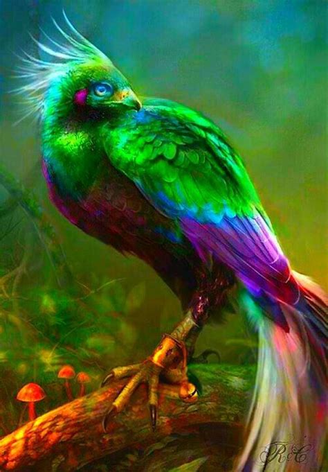 Bird Of Paradise Omgosh Birdofparadise
