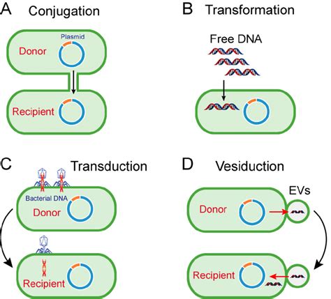 Pathways Of Horizontal Gene Transfer A Conjugation Is The Process Of