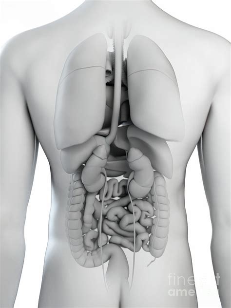 Illustration Of The Organs Photograph By Sebastian Kaulitzki Science