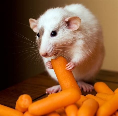 12 Reasons Why Rats Make The Best Pets