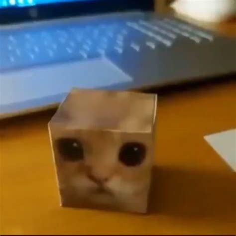 El Gato Meme Paper Template