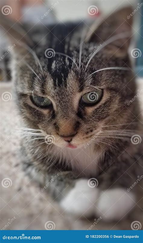 A Portrait Close Up Of A Brown Tabby Cat Looking Down With Her Tongue