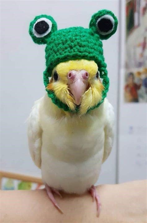 Pin By Andia💚♥️🧡 ️💛👩 On Birds Funny Parrots Cute Animals Funny Birds