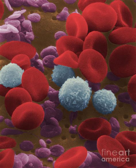 Human Blood Cells Photograph By Nih Science Source Fine Art America
