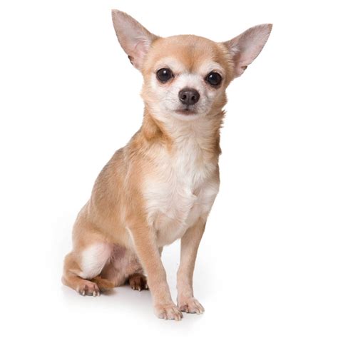 How Many Puppies Do Chihuahuas Have The First Time How Much Food