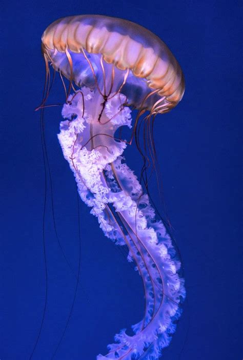 Jellyfish Species Jellyfish Tentacles Baby Jellyfish Jellyfish Facts