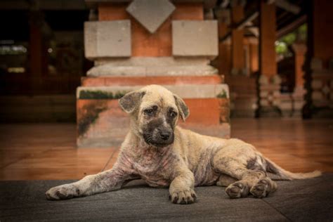 Malattie Della Pelle Dei Cani Quali Sono