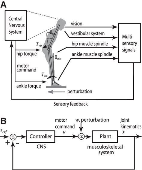 A Schematic Model Of Long Loop Human Postural Control By The Cns