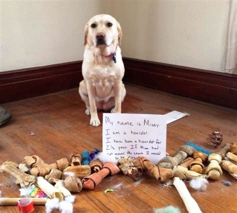 The Best Of Dog Shaming Part 30 18 Pics