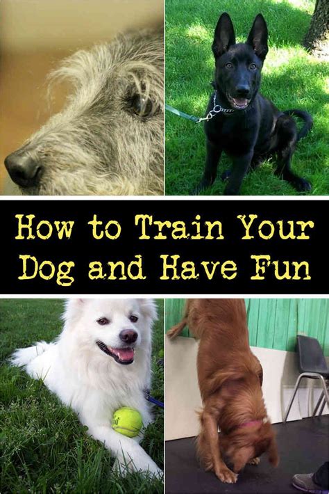 Important Tricks To Teach Your Puppy Puppies Tips