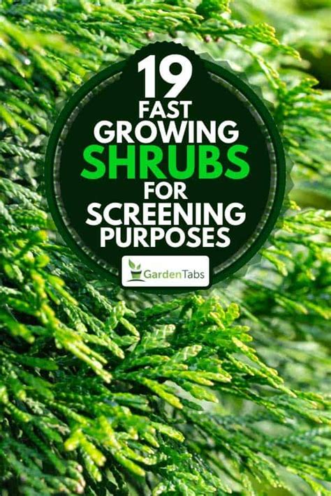 19 Fast Growing Shrubs For Screening Purposes Garden Tabs