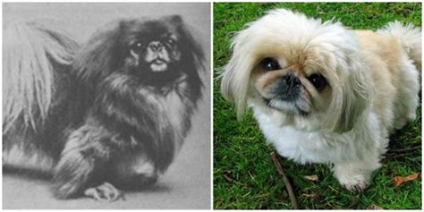 Popular Dog Breeds Before And After With Pictures