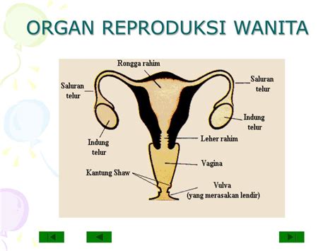 Struktur Organ Reproduksi Wanita
