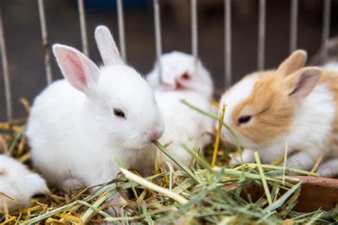 Conejo Doméstico Cómo Cuidarlo Y Alimentarlo