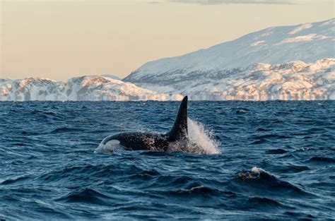 5 Best Tours For Whale Watching In Tromso 2023 2024