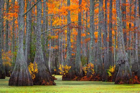 Cypress Swamp Colors In Fall In Georgia Swamp Fine Art Print Photos By Joseph C Filer