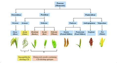 Classification Of Monocots And Their Cd Eliciting Potential Gluten