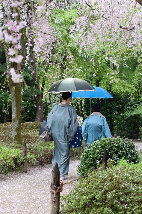 jeffrey friedl s blog cherry blossoms in the rain at the heian shrine