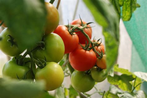 Comment Faire Pousser Des Tomates Dans Le Jardin Le Guide