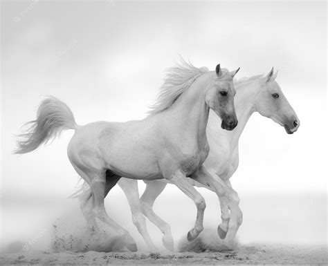 Premium Photo White Stallion Running Gallop