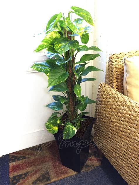 1 Large Indoor Office House Tree Milano Gloss Pot Palm Dracaena Snake Plant Ebay