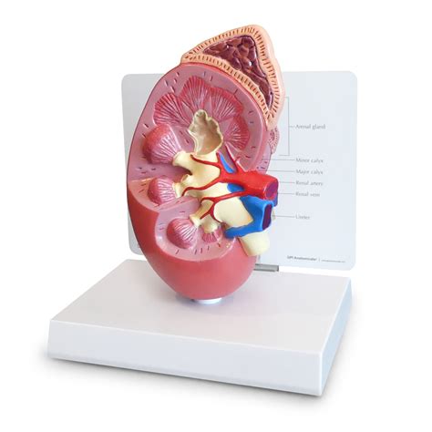 Normal Kidney Model 1019549 3250 Anatomical Models Anatomy