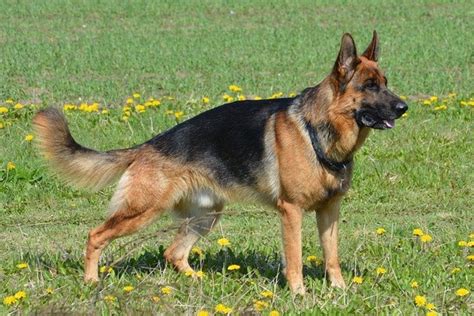 Types Of German Shepherds A Guide To Dog Breed Variations