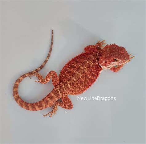 Red 100 Het Hypo 100 Het Trans Normal Central Bearded Dragon By