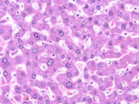 Histology Of Human Liver Tissue Stock Photo Image Of Gland Histology