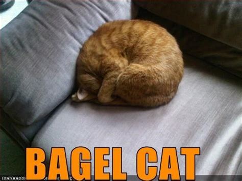 Bagel Cat Bagels