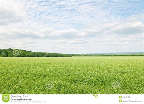 Green Field And Blue Sky Stock Photo Image Of Field