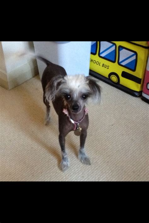 Select the breed to be taken to the list. Purebred Chinese Crested Dog (female) - Sydney - Dogs for ...