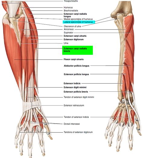 Elbow Muscles Diagram