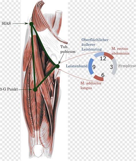 Posted on january 20, 2015 by admin. Groin Muscle Anatomy - Clinical Anatomy Of The Pelvis And ...