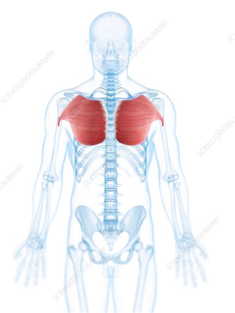 Chest Muscles Artwork Stock Image F0055440 Science Photo Library