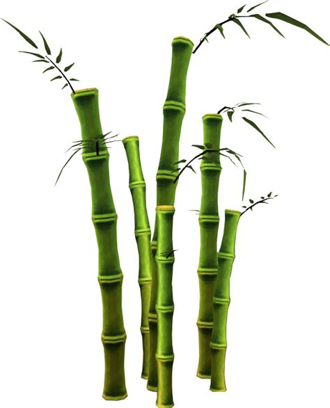 Collection Of Bamboo Png Pluspng