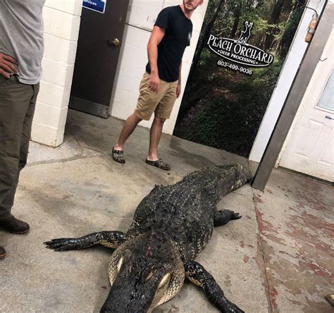 check this out 12 foot alligator caught at south carolina s lake marion over the weekend