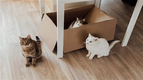 Why Cats Enjoy Cardboard