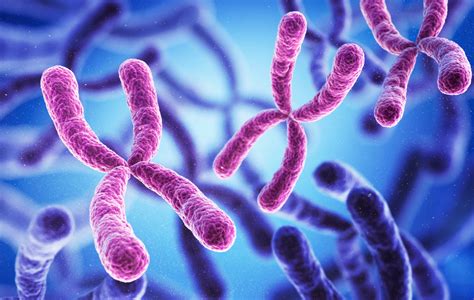 ¿qué Es Una Anomalía Cromosómica Glosario Unilabs